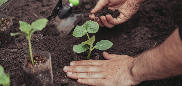 The Carbon-Capturing Superpower of Trees: Why Every Tree Counts